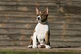 BASENJI 172